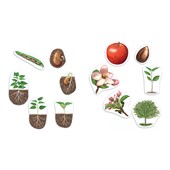 Giant Magnetic Plant Life Cycles